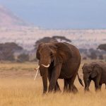 Study in Africa